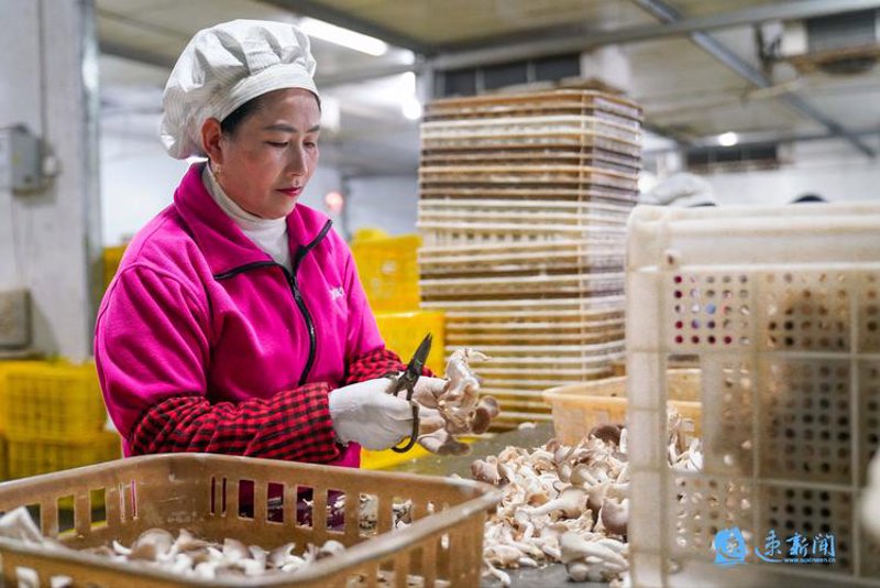 灵芝孢子粉：提升免疫力的现代养生佳品