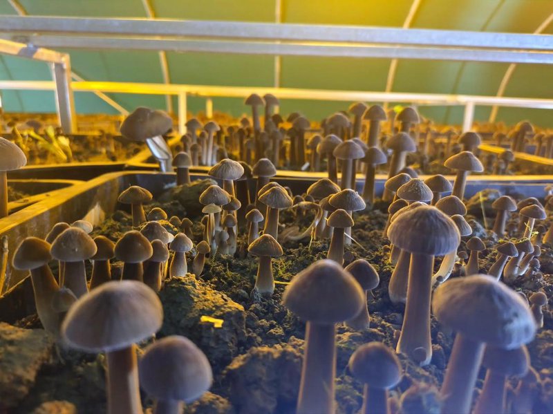 菌菇深加工：将美味提升到另一层面的艺术