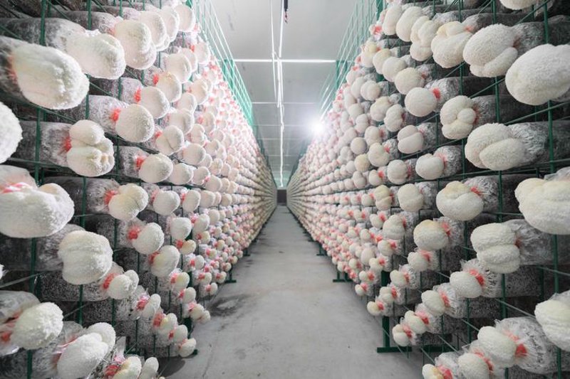珍稀菇类：食用价值与市场趋势